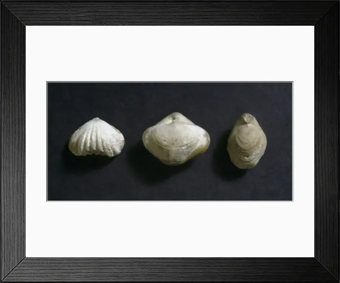 Framed Print : Three brachipods Framed Print : Three brachipods