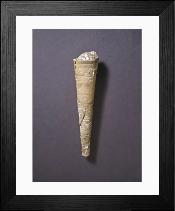 Framed Print : Orthoconic nautiloid Framed Print : Orthoconic nautiloid
