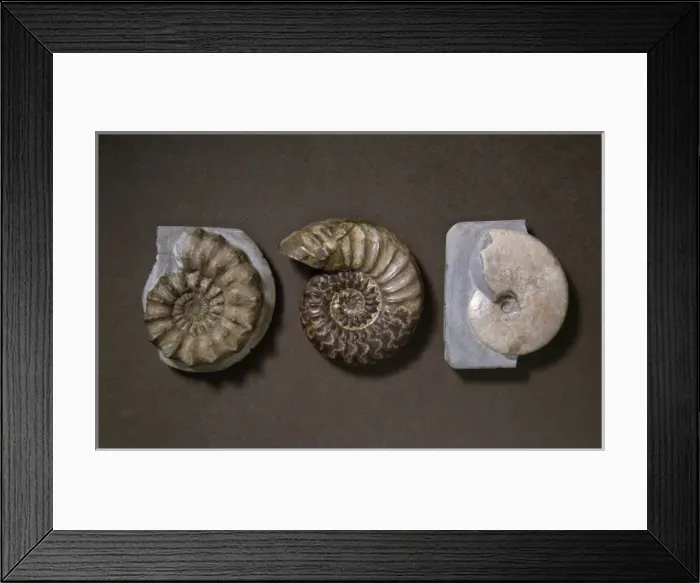 Framed Print : Ammonite selection