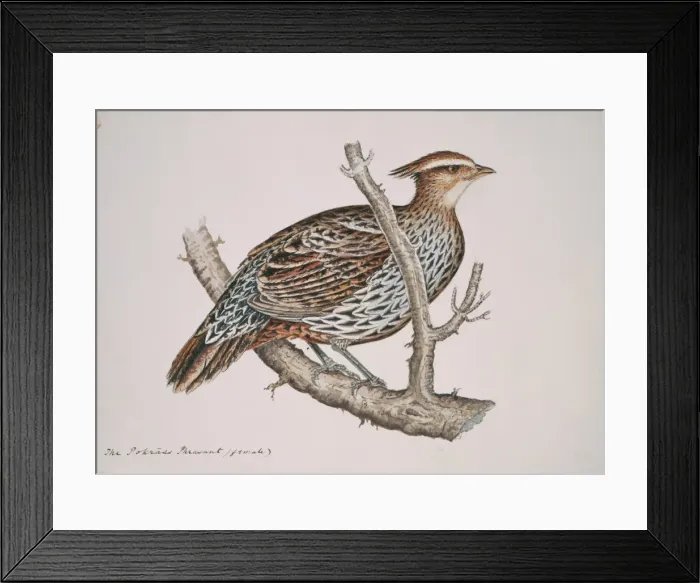 Framed Print : Pucrasia macrolopha, koklass pheasant Framed Print : Pucrasia macrolopha, koklass pheasant