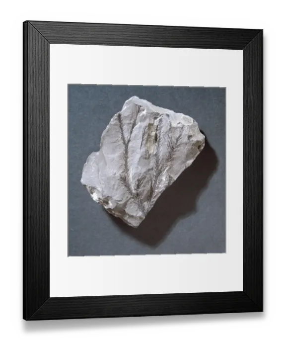 Framed Print : Bothrodendron minutifoliu, fossil clubmoss Framed Print : Bothrodendron minutifoliu, fossil clubmoss