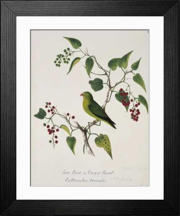 Framed Print : Loriculus vernalis, vernal hanging parrot Framed Print : Loriculus vernalis, vernal hanging parrot