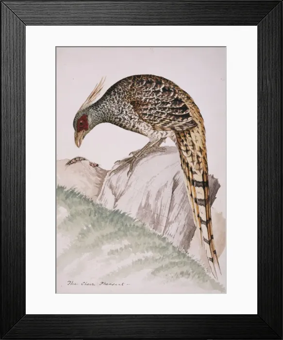 Framed Print : Catreus wallichii, cheer pheasant Framed Print : Catreus wallichii, cheer pheasant
