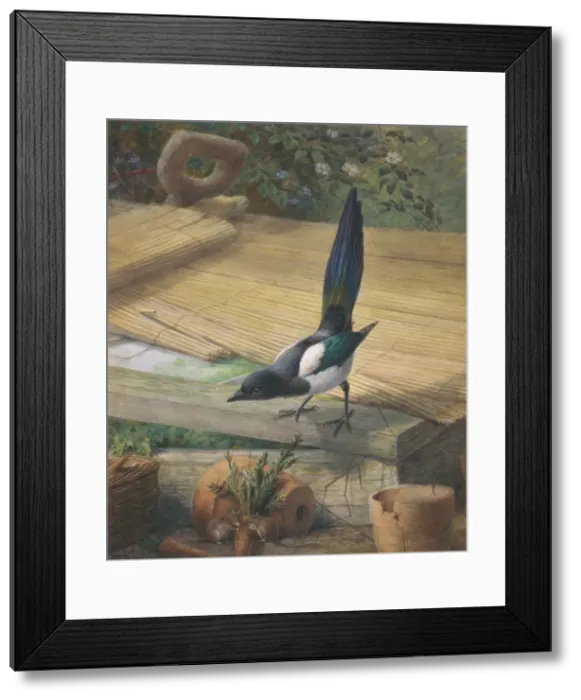 Framed Print : Pica pica, common magpie Framed Print : Pica pica, common magpie