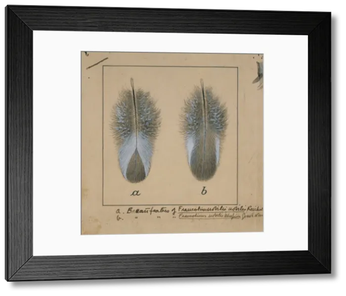 Framed Print : Fancolinus nobilis, handsome francolin breast feathers Framed Print : Fancolinus nobilis, handsome francolin breast feathers