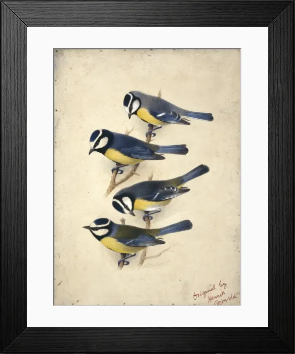 Framed Print : Parus caeruleus, blue tits (subspecies from the Canary Islan Framed Print : Parus caeruleus, blue tits (subspecies from the Canary Islan