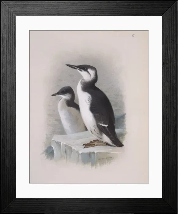 Framed Print : Uria lomvia, Brunnichs guillemot, U. aalge, guillemot Framed Print : Uria lomvia, Brunnichs guillemot, U. aalge, guillemot