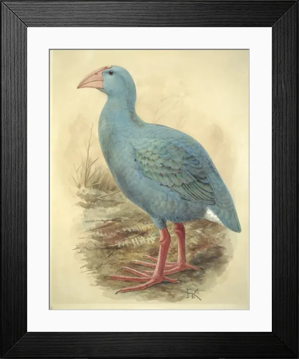 Framed Print : Porphyrio coerulescens, Reunion gallinule Framed Print : Porphyrio coerulescens, Reunion gallinule