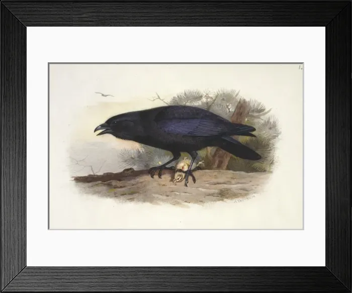 Framed Print : Corvus corax, northern raven Framed Print : Corvus corax, northern raven