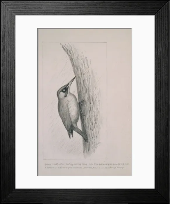 Framed Print : Picus viridis, green woodpecker Framed Print : Picus viridis, green woodpecker