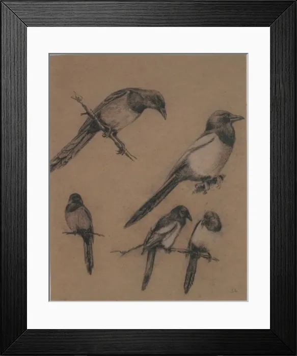 Framed Print : Pica pica, common magpie Framed Print : Pica pica, common magpie