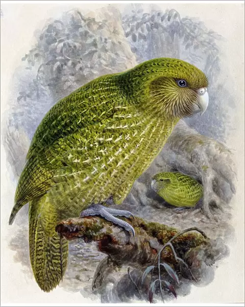 Strigops habroptilus, kakapo