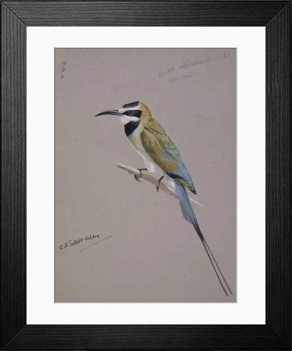 Framed Print : Merops albicollis, white-throated bee-eater Framed Print : Merops albicollis, white-throated bee-eater