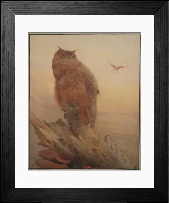 Framed Print : Bubo bubo, northern eagle-owl Framed Print : Bubo bubo, northern eagle-owl