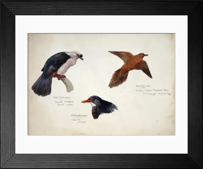 Framed Print : Ducula pacifica, Macropygia mackinlayi, Columba vitiensis Framed Print : Ducula pacifica, Macropygia mackinlayi, Columba vitiensis