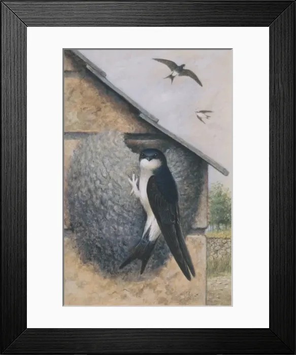 Framed Print : Delichon urbica, house martin Framed Print : Delichon urbica, house martin