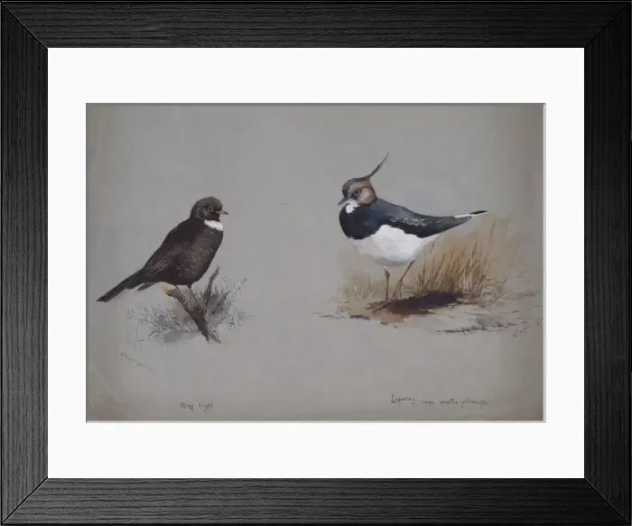 Framed Print : Vanellus vanellus, northern lapwing, Turdus torquatus, ring Framed Print : Vanellus vanellus, northern lapwing, Turdus torquatus, ring