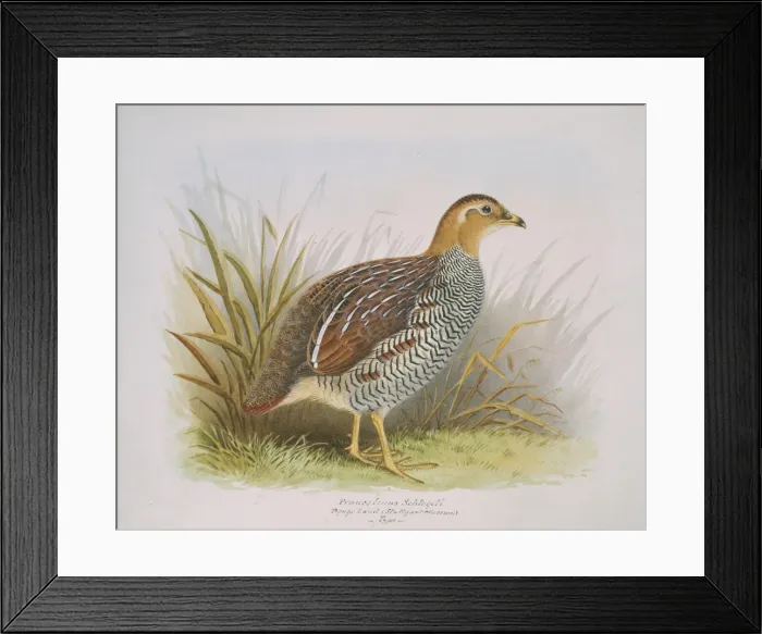 Framed Print : Francolinus schlegeli, Schlegels Francolin Framed Print : Francolinus schlegeli, Schlegels Francolin