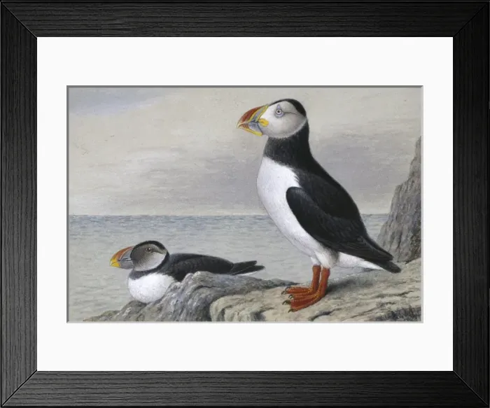 Framed Print : Fratercula arctica, Atlantic puffin