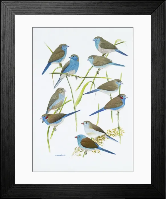 Framed Print : Estrildid finches Framed Print : Estrildid finches
