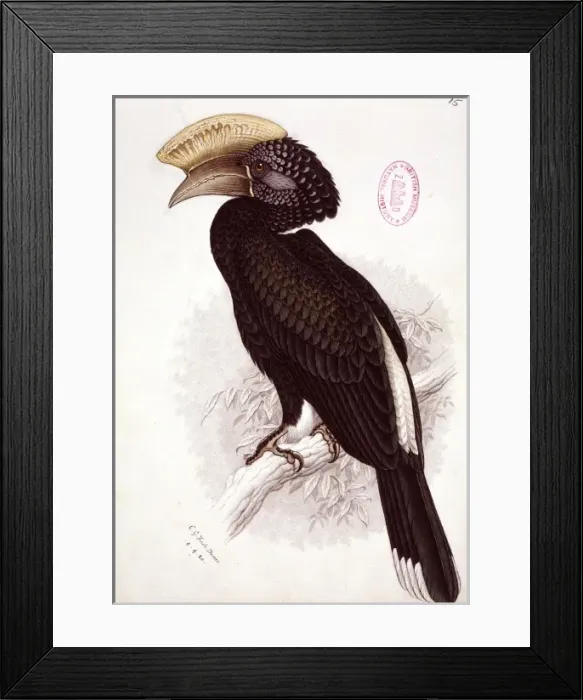 Framed Print : Bycanistes brevis, silvery-cheeked hornbill Framed Print : Bycanistes brevis, silvery-cheeked hornbill