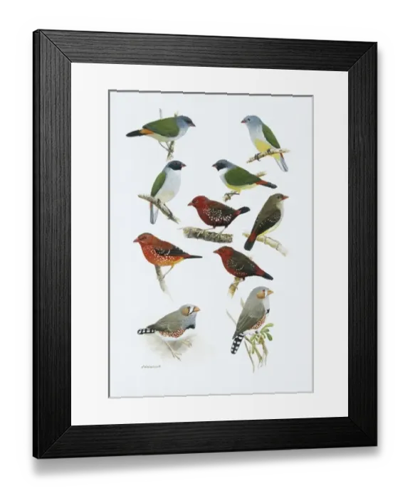 Framed Print : Estrildid finches Framed Print : Estrildid finches