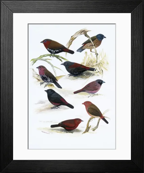 Framed Print : Estrildid finches Framed Print : Estrildid finches