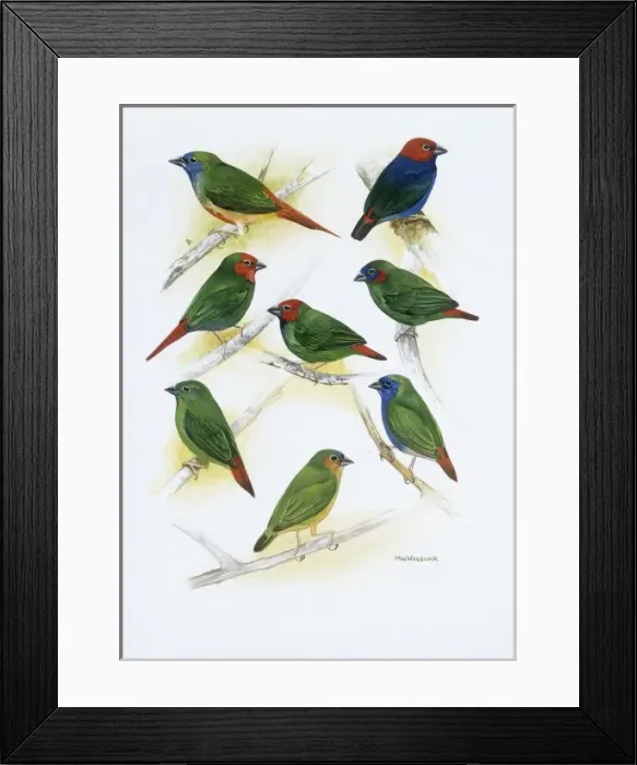 Framed Print : Estrildid finches Framed Print : Estrildid finches