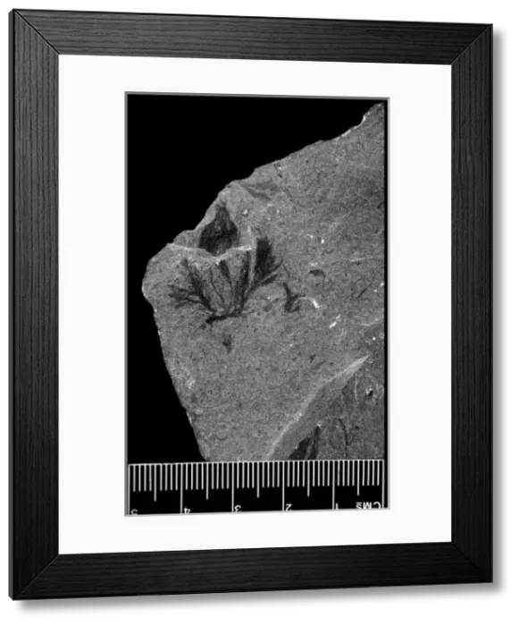 Framed Print : Marpolia spissa, fossilised algae Framed Print : Marpolia spissa, fossilised algae