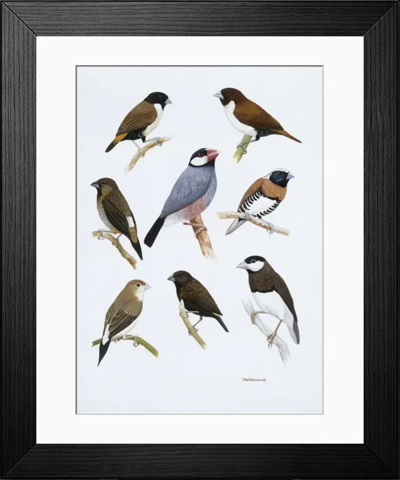 Framed Print : Estrildid finches Framed Print : Estrildid finches