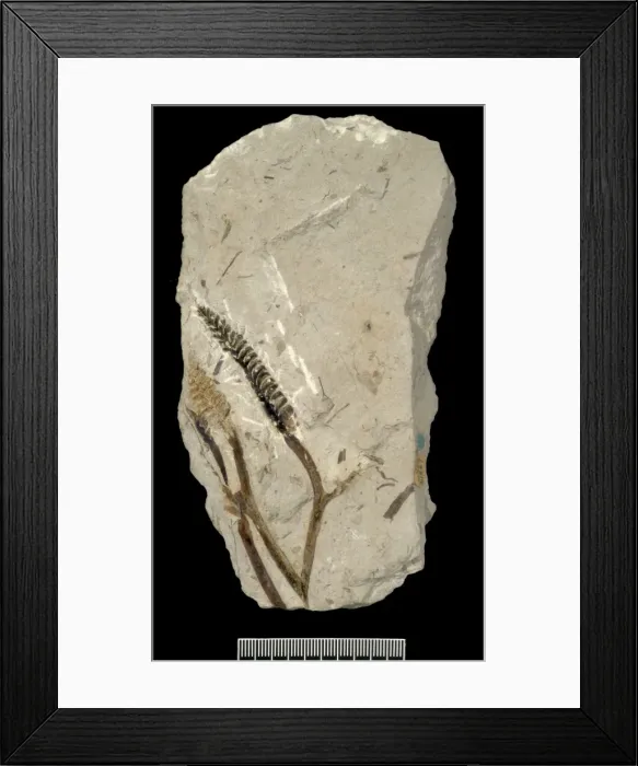 Framed Print : Protobarinophyton obrutschevii Framed Print : Protobarinophyton obrutschevii