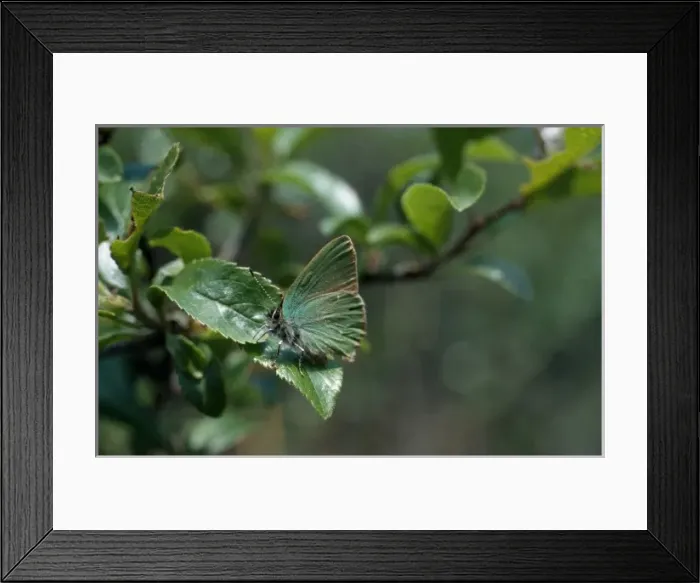 Framed Print : Callophrys rubi (Linnaeus), green hairstreak Framed Print : Callophrys rubi (Linnaeus), green hairstreak