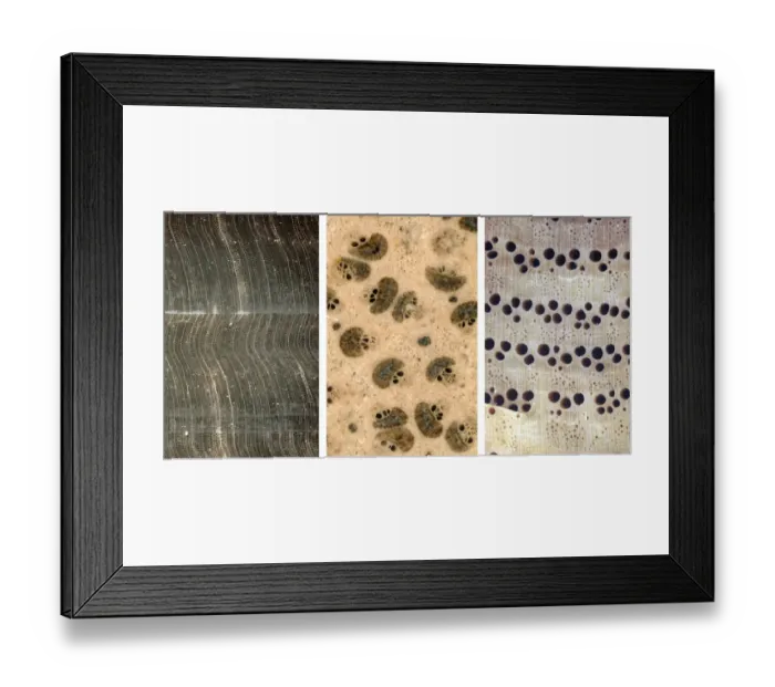 Framed Print : Gymnosperm, palm & angiosperm Framed Print : Gymnosperm, palm & angiosperm