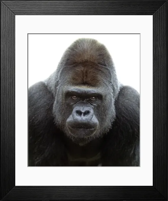 Framed Print : Gorilla gorilla, gorilla Framed Print : Gorilla gorilla, gorilla
