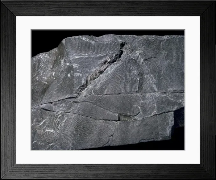 Framed Print : Dictyonema, graptolite Framed Print : Dictyonema, graptolite