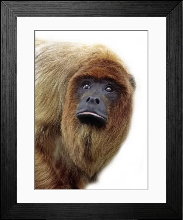 Framed Print : Alouatta seniculus, red howler monkey Framed Print : Alouatta seniculus, red howler monkey