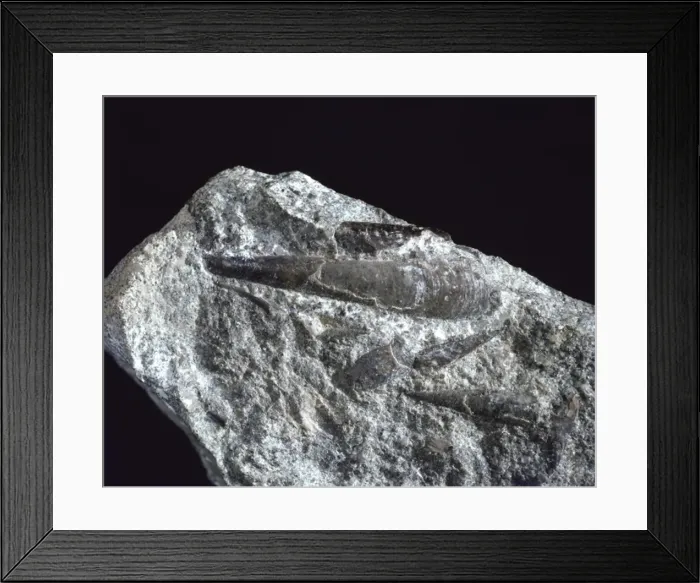 Framed Print : Hyolithes, primitive mollusc Framed Print : Hyolithes, primitive mollusc