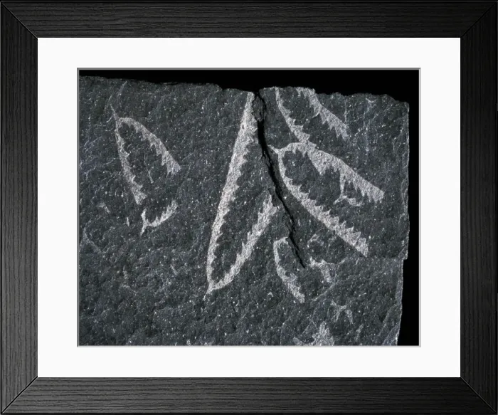 Framed Print : Didymograptus, graptolite Framed Print : Didymograptus, graptolite