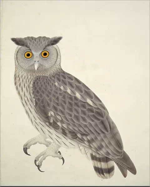 Bubo coromandus, dusky eagle owl