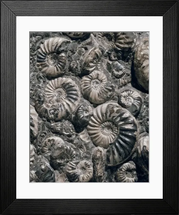 Framed Print : Asteroceras and Promicroceras, ammonites Framed Print : Asteroceras and Promicroceras, ammonites