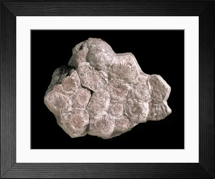 Framed Print : Lonsdaleia, coral Framed Print : Lonsdaleia, coral