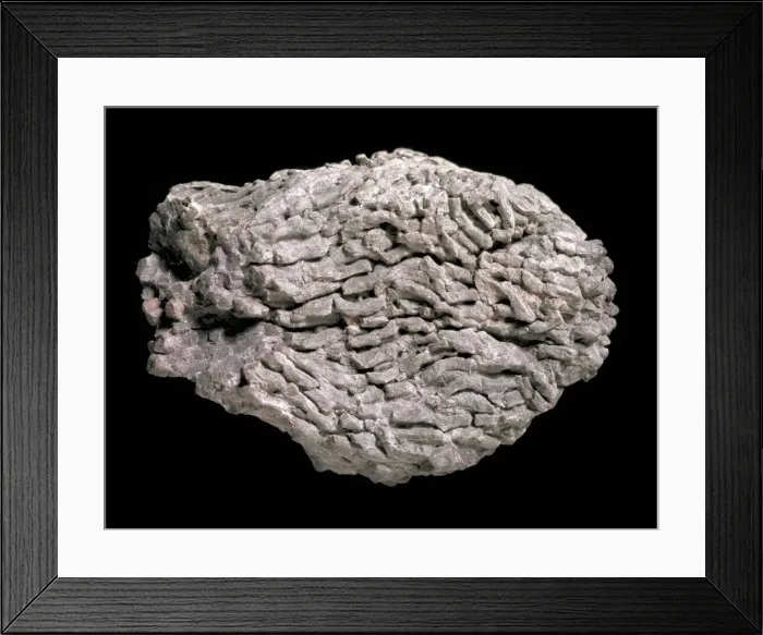 Framed Print : Lithostrotion, coral Framed Print : Lithostrotion, coral