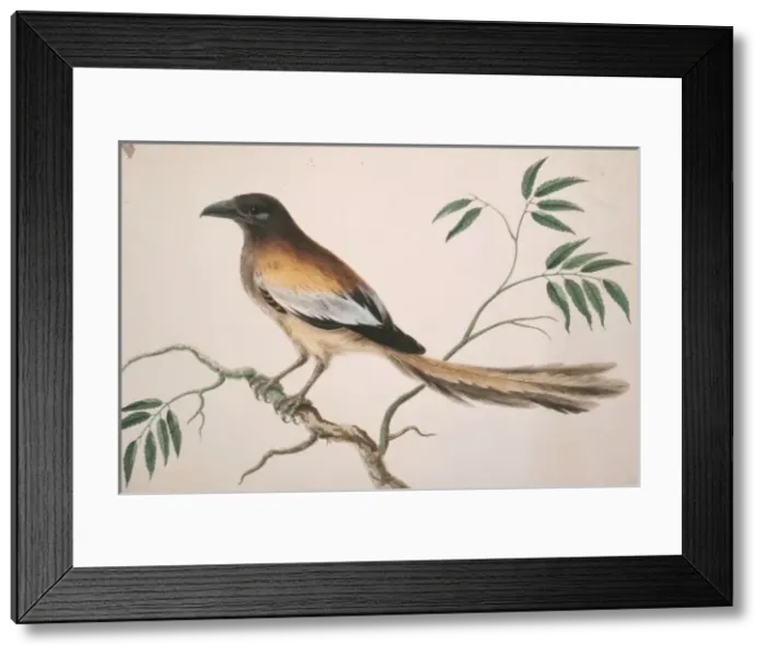 Framed Print : Dendrocitta vagabunda, rufous treepie Framed Print : Dendrocitta vagabunda, rufous treepie