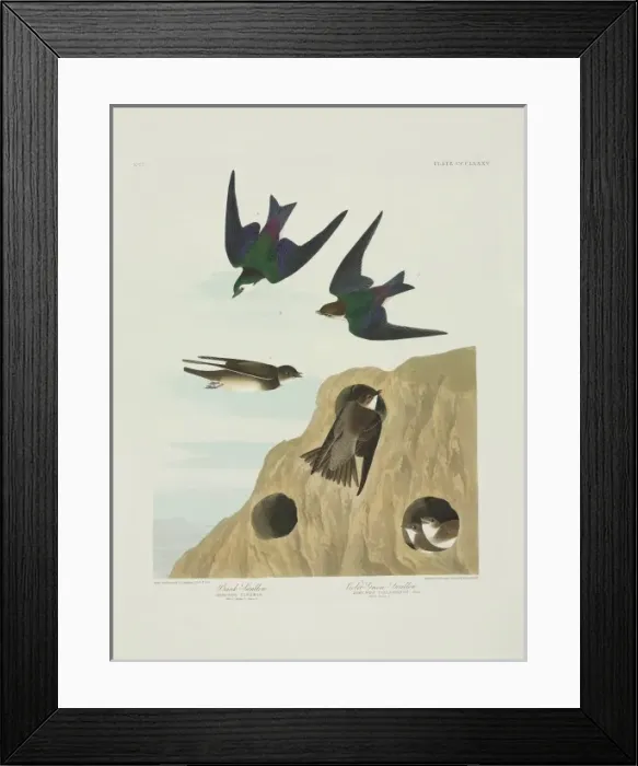 Framed Print : Riparia riparia, Tachycineta thalassina Framed Print : Riparia riparia, Tachycineta thalassina