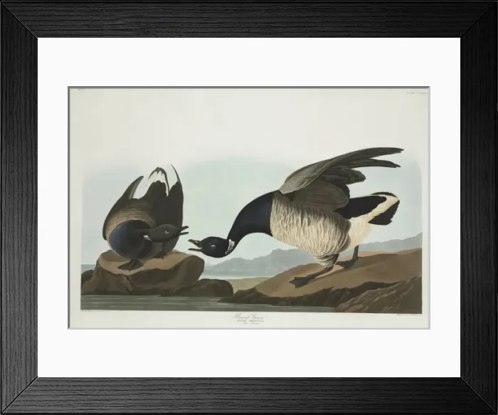 Framed Print : Branta bernicla, brent goose Framed Print : Branta bernicla, brent goose