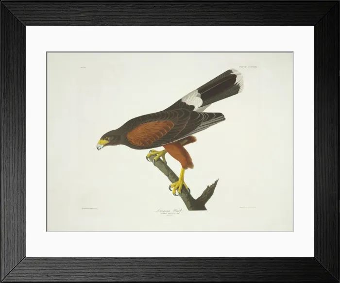 Framed Print : Parabuteo unicinctus, Harris hawk Framed Print : Parabuteo unicinctus, Harris hawk