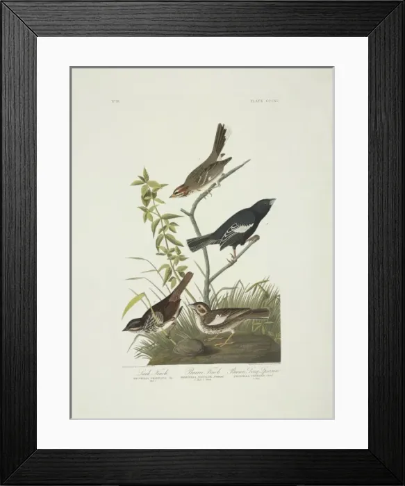 Framed Print : Calamospiza melanocorys, Chondestes grammacus, Melospiza mel Framed Print : Calamospiza melanocorys, Chondestes grammacus, Melospiza mel