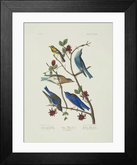 Framed Print : Scialia currucoides, Scialia mexicana, Dendroica townsendi Framed Print : Scialia currucoides, Scialia mexicana, Dendroica townsendi