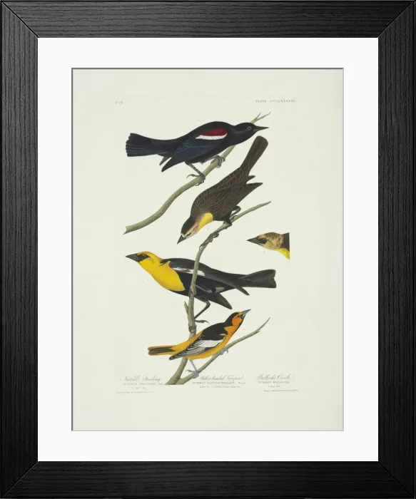 Framed Print : Icterus bullockii, xanthocephalus xanthocephalus, Agelaius t Framed Print : Icterus bullockii, xanthocephalus xanthocephalus, Agelaius t