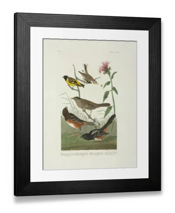 Framed Print : Calcarius ornatus Carduelis magellanica Zonotrichia atricapi
